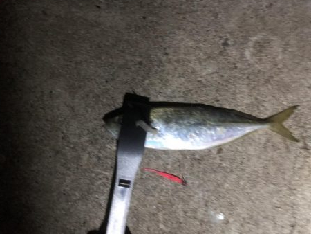 久々に大きめのアジ